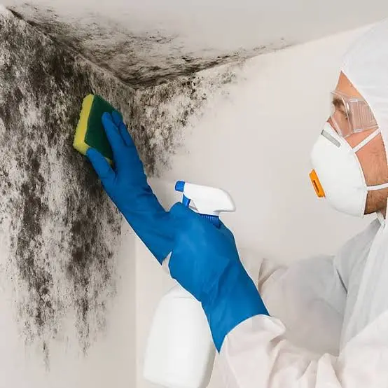 a technician is removing mold from walls in garland house